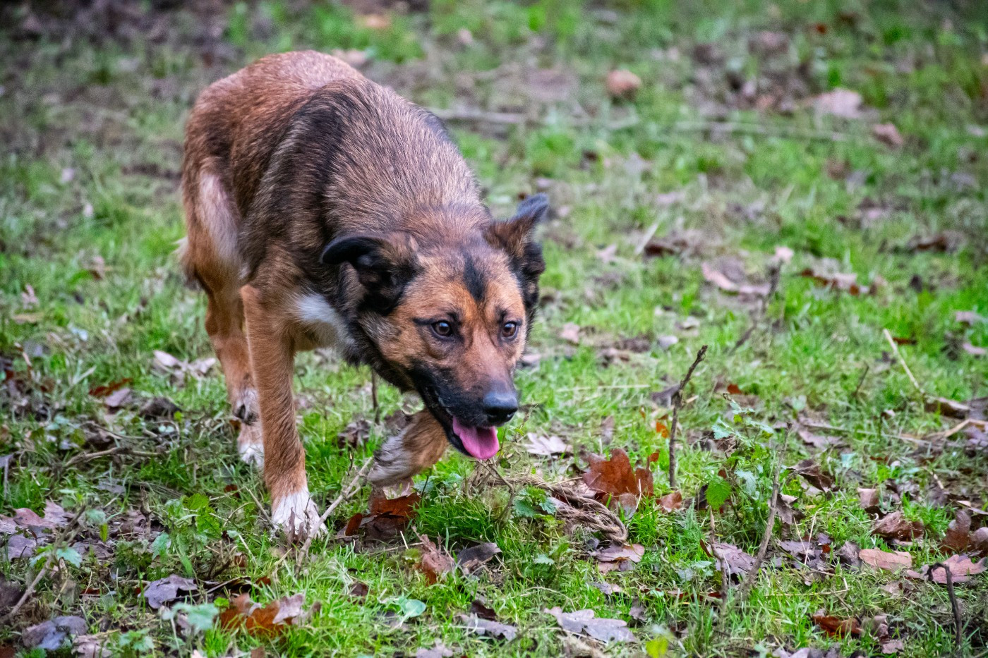 CH. Una Ar Kerangwenn