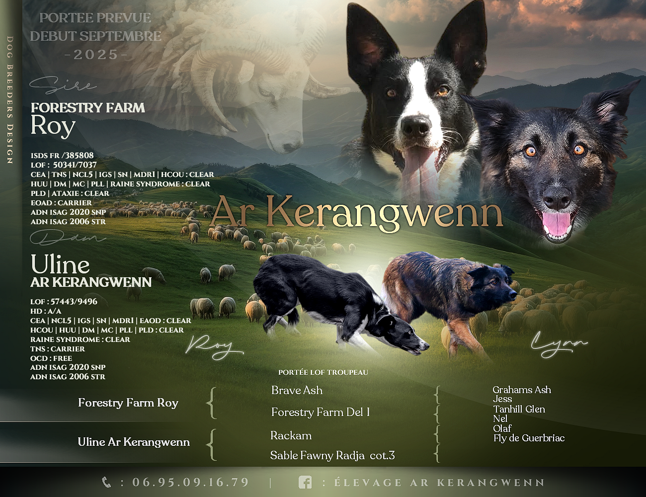 Chiot Border Collie Ar Kerangwenn
