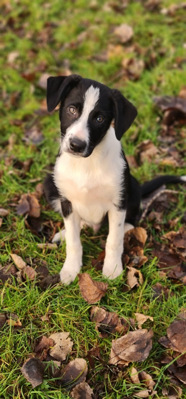 Ar Kerangwenn - Chiots disponibles - Border Collie