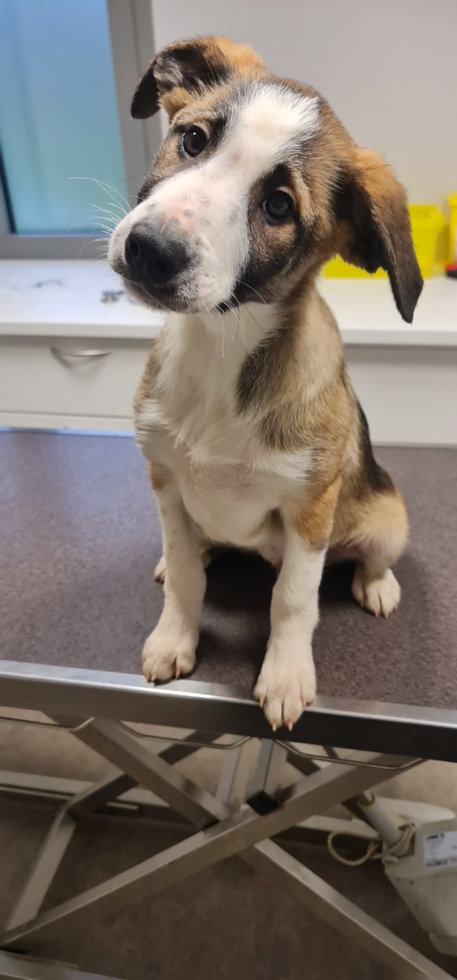 Ar Kerangwenn - Chiots disponibles - Border Collie