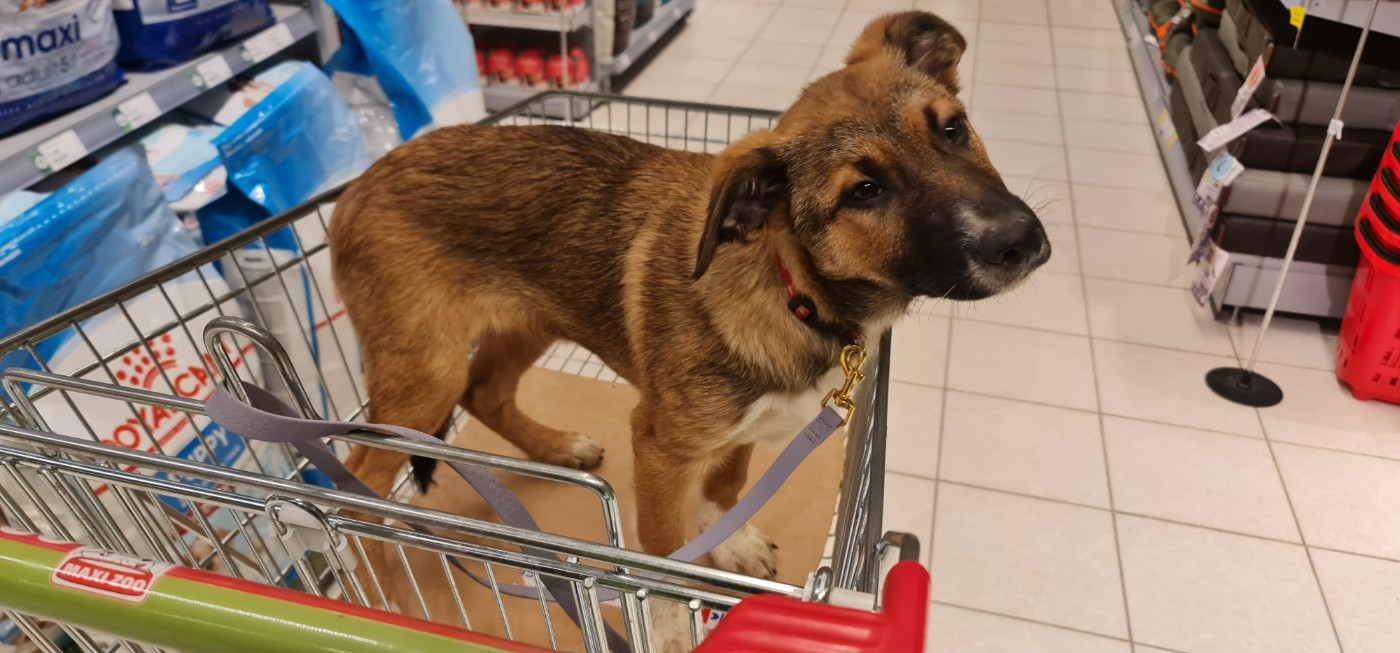 Ar Kerangwenn - Chiots disponibles - Border Collie